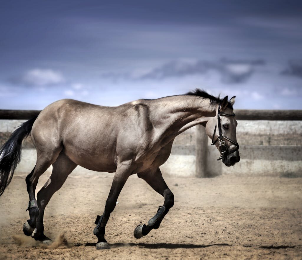 Elegant horse running on sand in a fenced outdoor arena.
